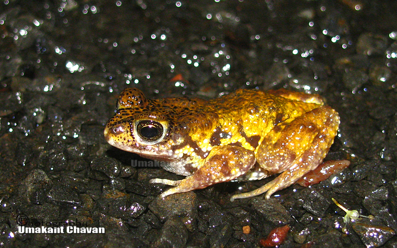 Yellow Tiger Toad